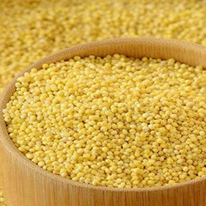 Foxtail Millet